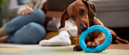 Why Interactive Toys Are Essential for Your Pet’s Health