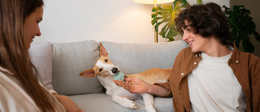 Creating the Perfect Comfort Zone for Your Cat or Dog