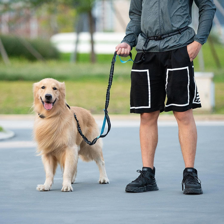 Dog Essentials